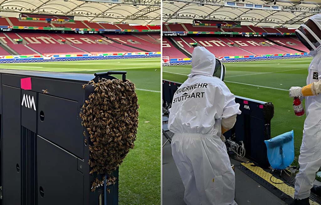 خلية نحل بملعب شتوتغارت تربك منظمي اليورو 2024